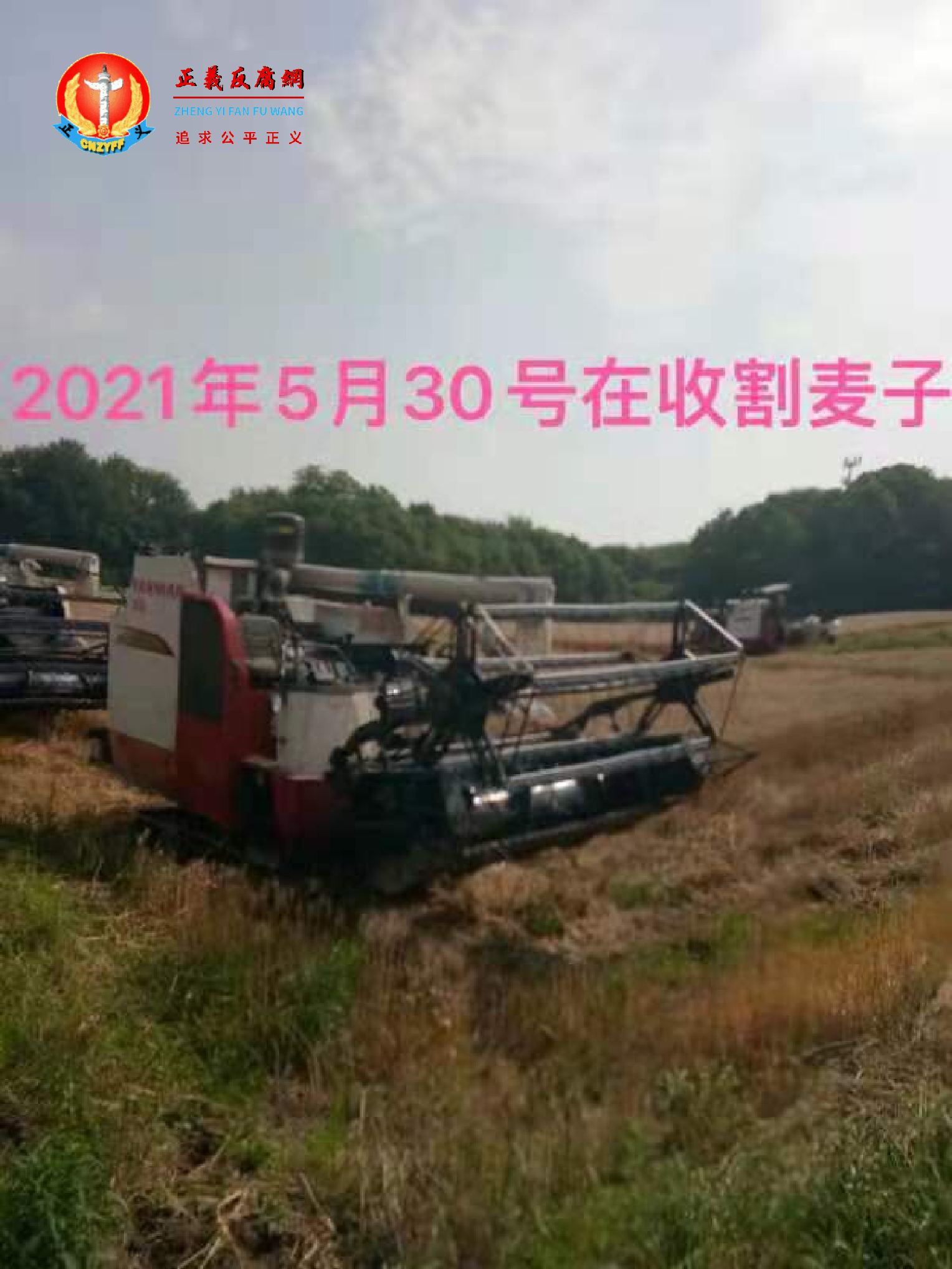 5月30日顾治平正在收割麦子。.png