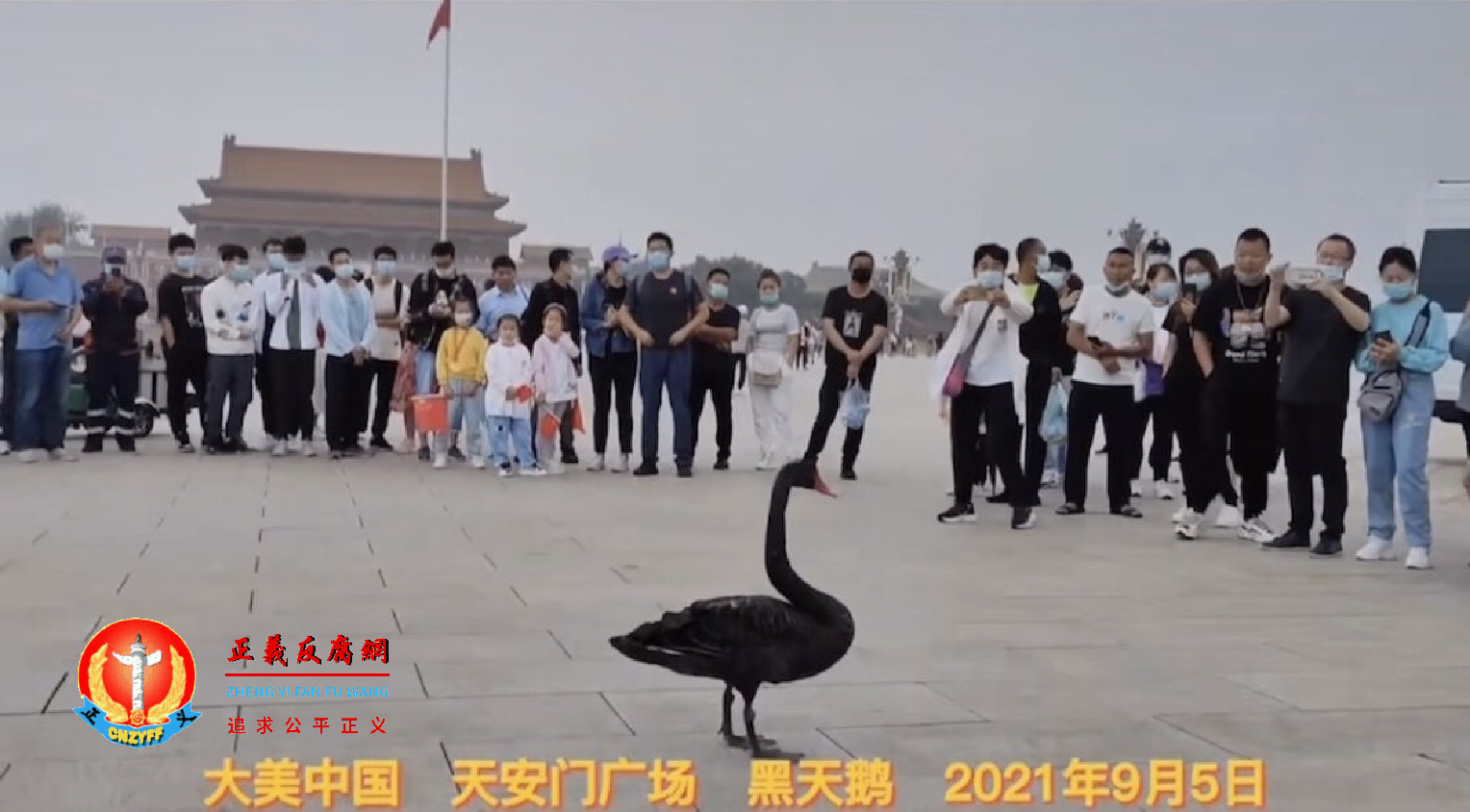 北京时间9月5日早上，一只黑天鹅降落在天安门广场，引发热议。.png